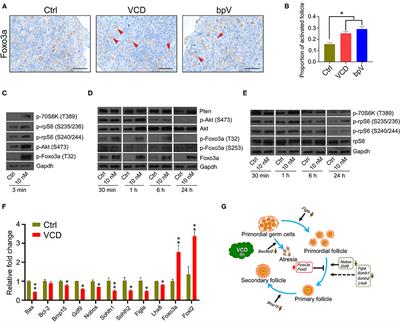 Corrigendum: Hormone-Like Effects of 4-Vinylcyclohexene Diepoxide on Follicular Development